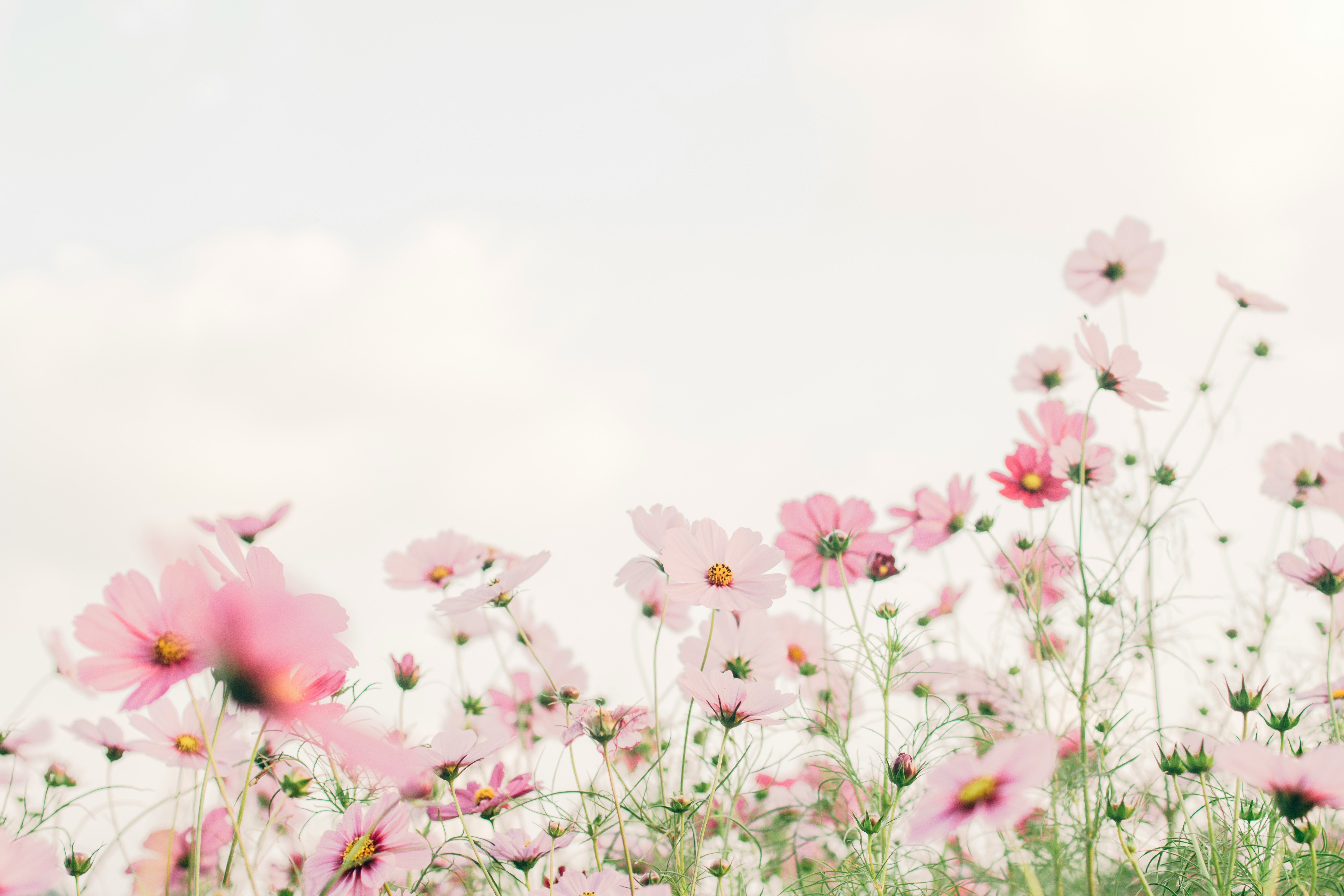Pink flowers on a white background