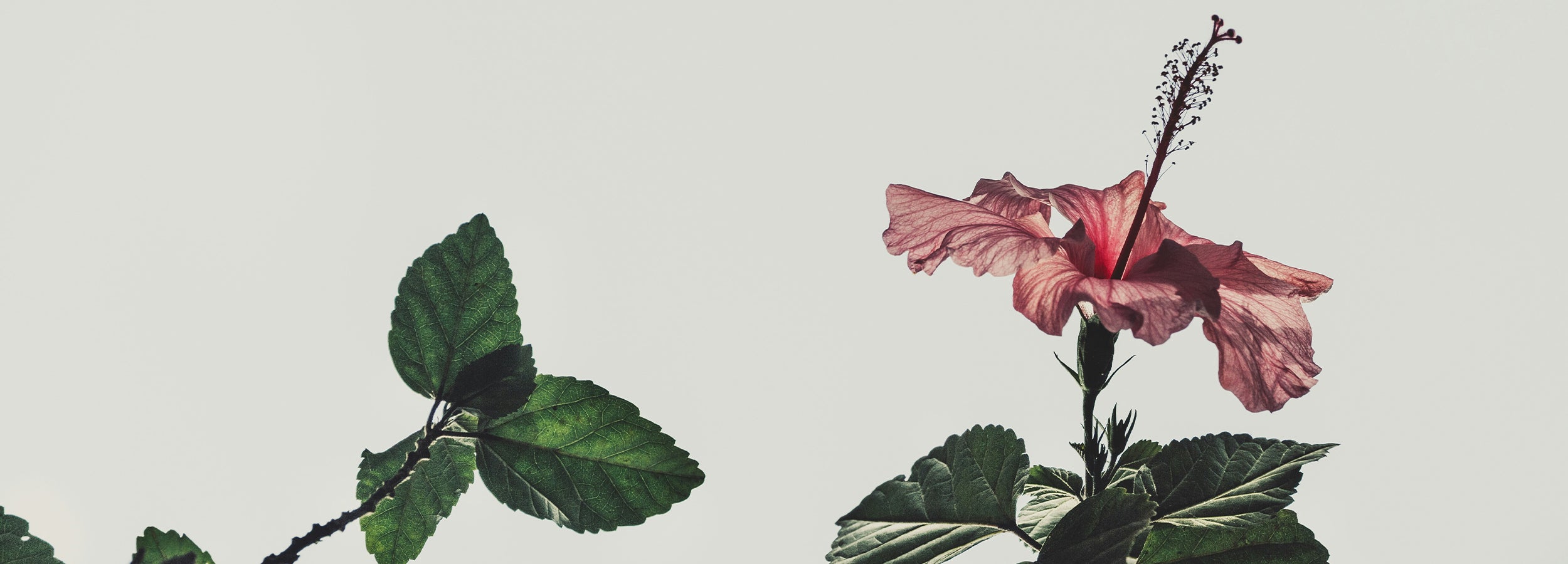 Pink flower with green leaves on a light gray background