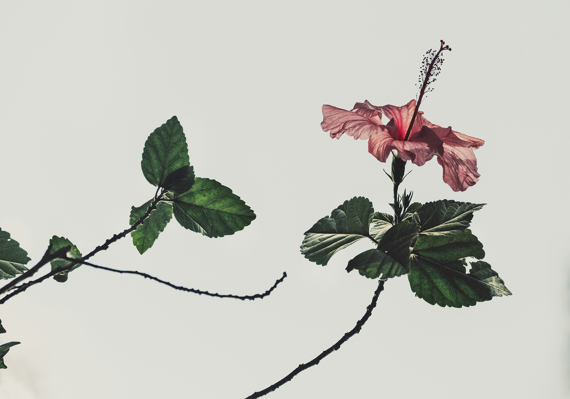 Pink flower with green leaves on a light gray background.