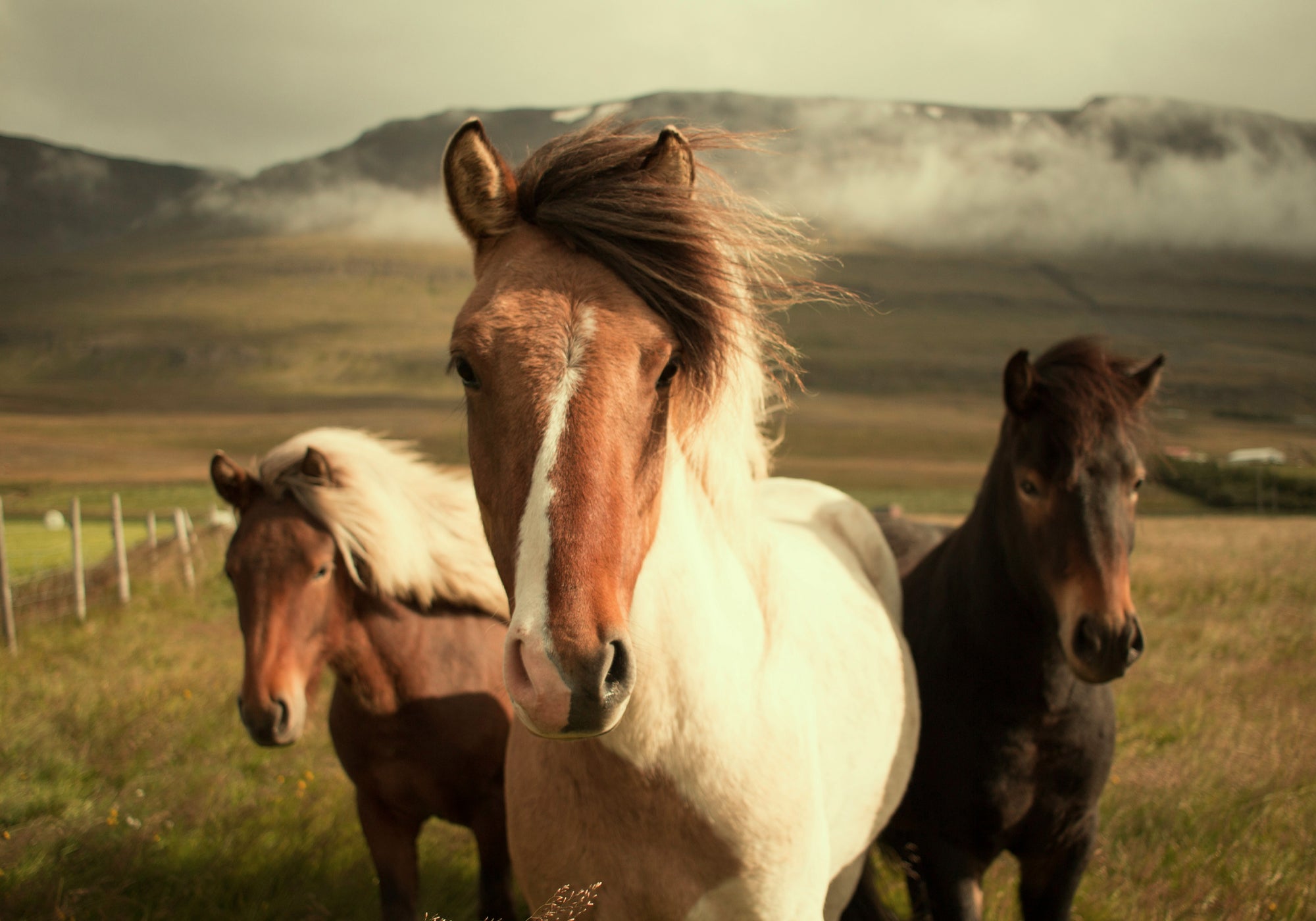 Three Icelandic horses standing in a grassy field with mountains and low clouds in the background. The central horse is light brown and white, facing forward, with two darker horses behind it.