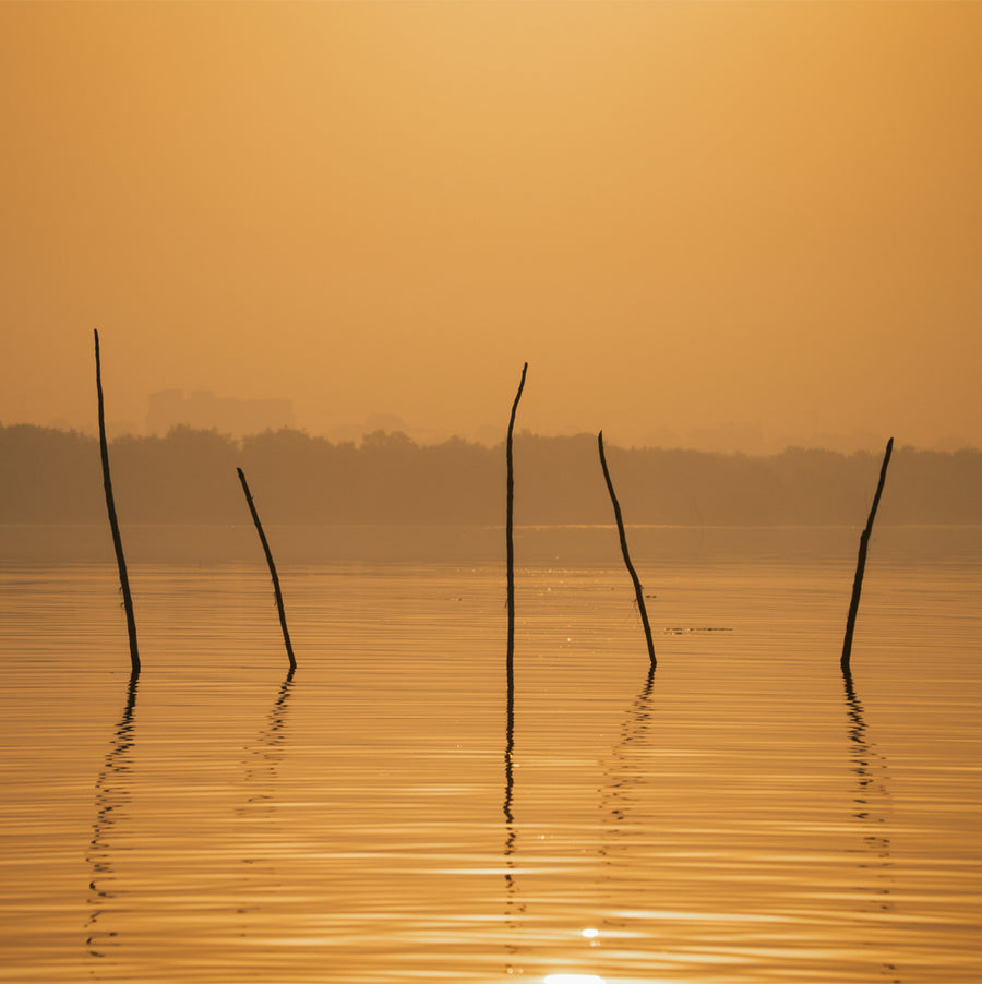 Silhouettes of sticks protruding from water at sunset with an orange sky.