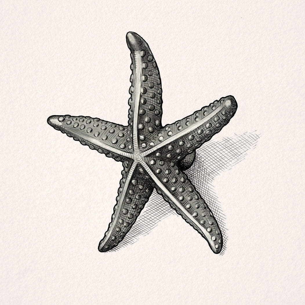 Starfish Cabinet Knob